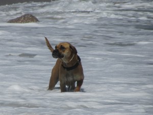 IMG_7472 (Medium)